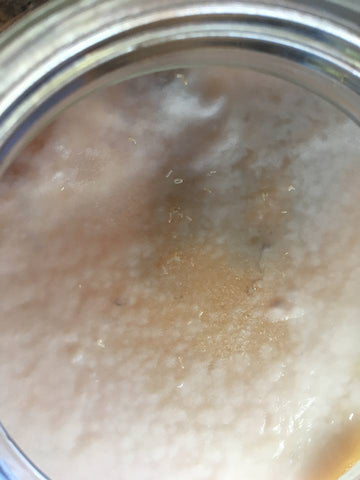 Scoby larves kombucha
