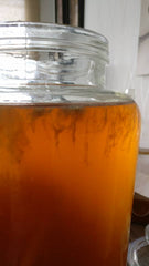 Scoby algues en bonne santé