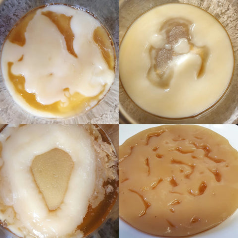 Scoby bizarre en bonne santé