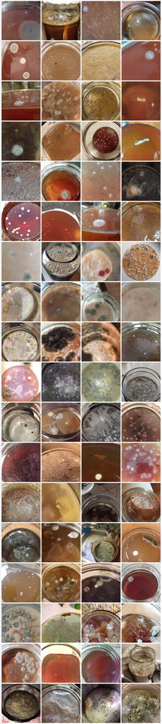 Tous les types de moissisure sur un Scoby kombucha