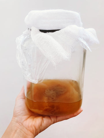 Starter Kombucha